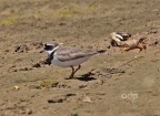 Ringed Plover (Charadrius hiaticula) adult with shore crabs, Alan Prowse